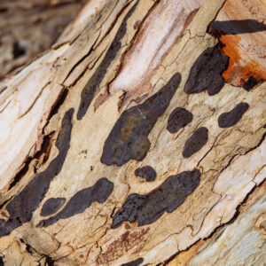 anthracnose on sycamore tree