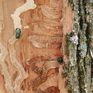 Emerald Ash Borer