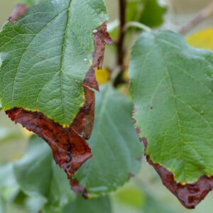 Fire Blight shown on leaves of fruit tree