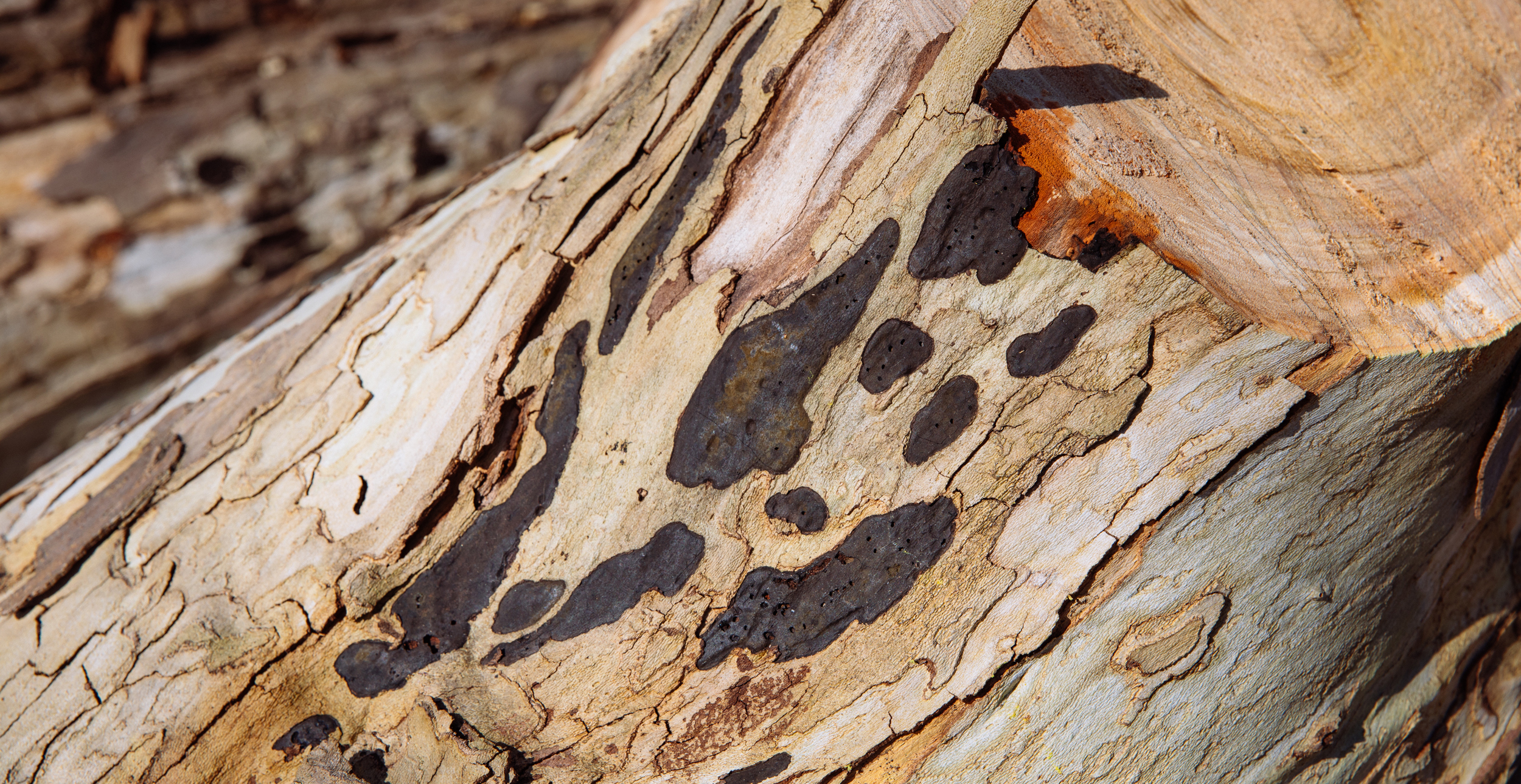 Anthracnose spots on a Sycamore tree
