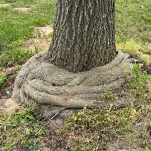 Stem Girdling Roots
